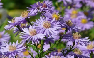 Aster's $64B Trading Volume: What It Is and What's Driving the Price