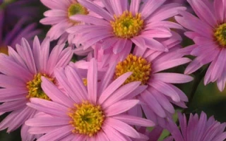 What Is Aster?: The Crypto Token vs. The Perennial Flower, Explained