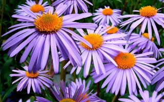 ASTER Explodes After CZ Bombshell: What Happened and Fan Reactions – reddit