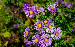 Macron's Aster Missile "Gift" to Ukraine: Let's Be Real, It's All About the Photo Op