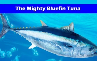 Bluefin Tuna: What the Numbers Say About Price, Size, and Scarcity