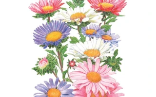 Aster Trade: Token Slide and CZ's Unlucky Charm