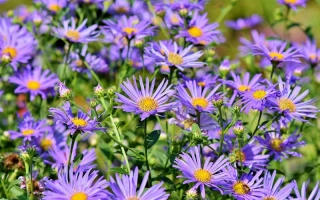 The Aster Airdrop Mess: What "Data Inconsistencies" and "Integrity Concerns" Actually Mean