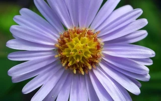 Aster's Airdrop Disaster: What Went Wrong and the 'Integrity' Fallout