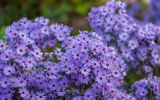 The 'Aster' Crypto Hype: What the Hell It Is and Why Your Search is a Mess