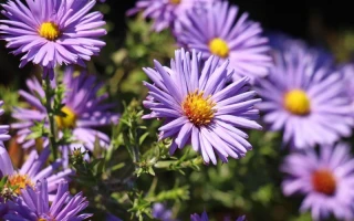 Decoding Aster: The Crypto DEX vs. The Perennial Flower