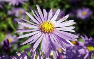 Aster's Unprecedented Surge: The Breakthrough Behind Its Meteoric Rise and Why It Changes Everything
