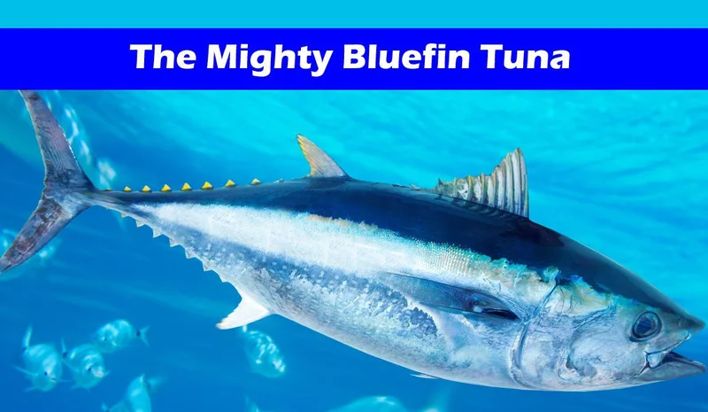 Bluefin Tuna: What the Numbers Say About Price, Size, and Scarcity-第1张图片-Market Pulse Bluefin Tuna: What the Numbers Say About Price, Size, and Scarcity-第1张图片-Market Pulse